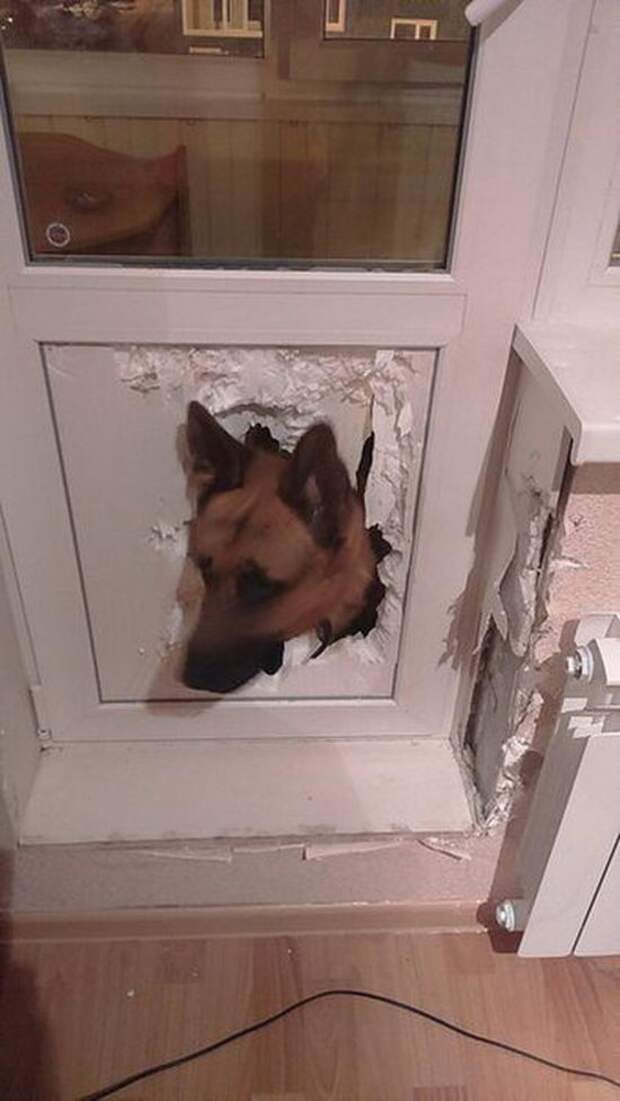 Для любви нет преград животные, собака