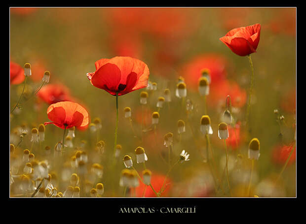 Amapolas / Poopies