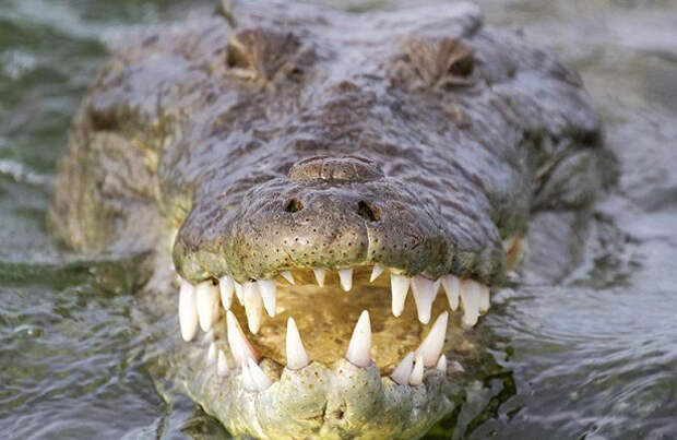 Крокодил-убийца утащил под воду мужчину и загрыз его