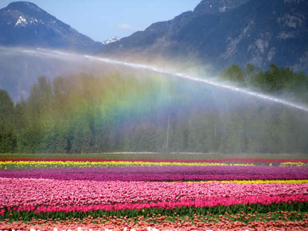 tulips18 tulips18 Самые яркие тюльпаны со всего света