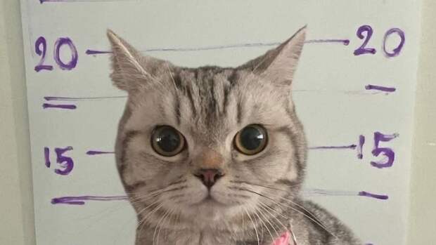 Кошку арестовали в Таиланде / Фото: Mash