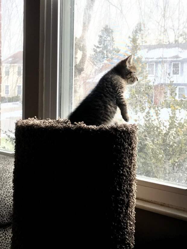Без кота и жизнь не та