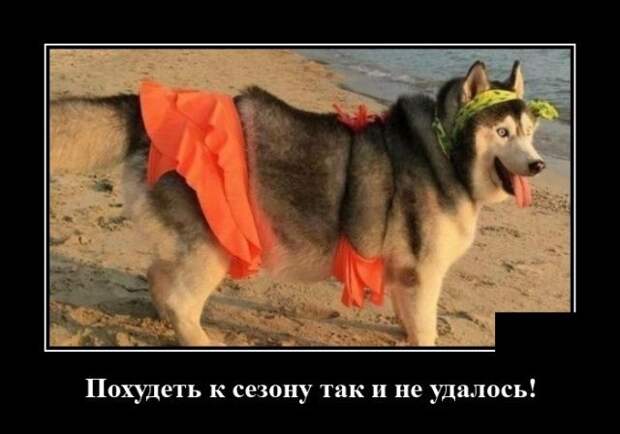 demotivatory-demotivator-smeshnye-demotivatory-demotivator-so-smyslom