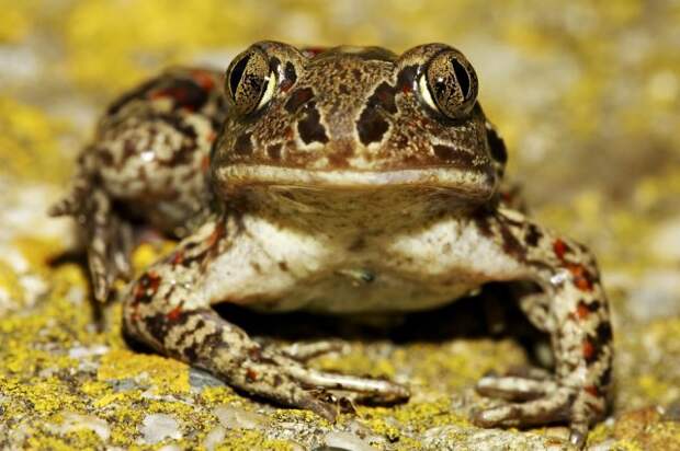 6 видов лягушек, которые живут на вашей даче