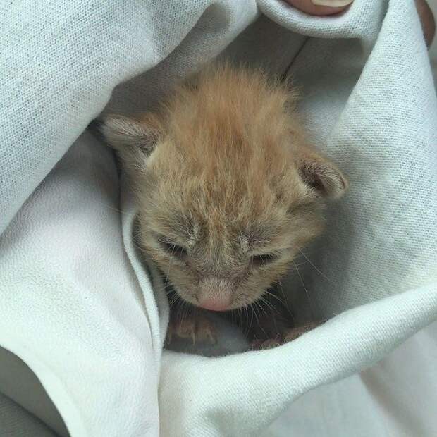 Рыжий котенок Котенок укутанный