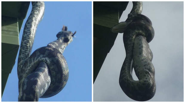 А тем временем в Австралии А тем временем в Австралии австралия, животные, змея