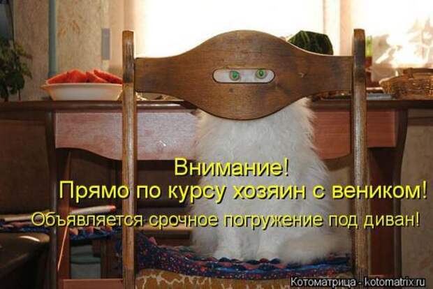 Котоматрицы (картинки с надписями)