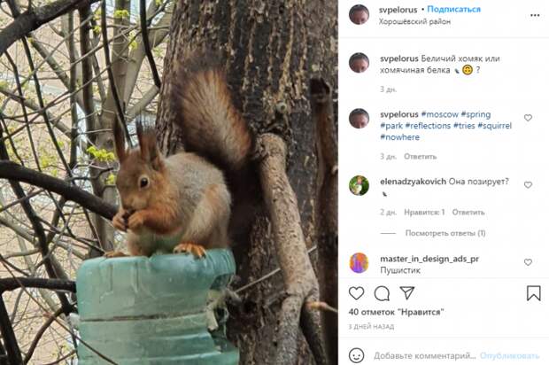 Фото дня: белка в Хорошевке опустошает птичью кормушку