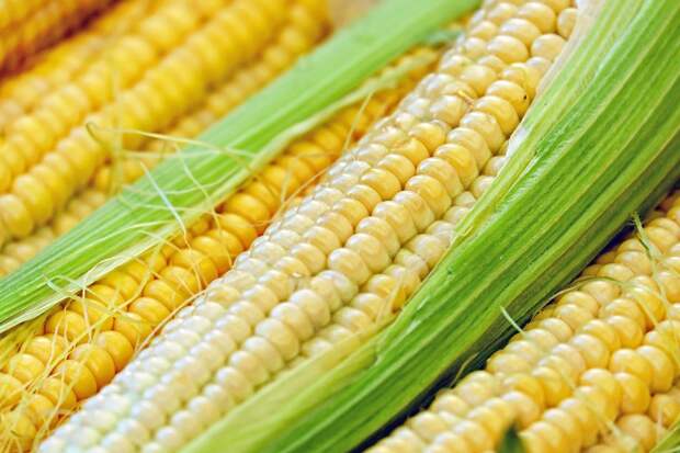 Диетолог Арзамасцев посоветовал есть молодую кукурузу для улучшения состояния кожи