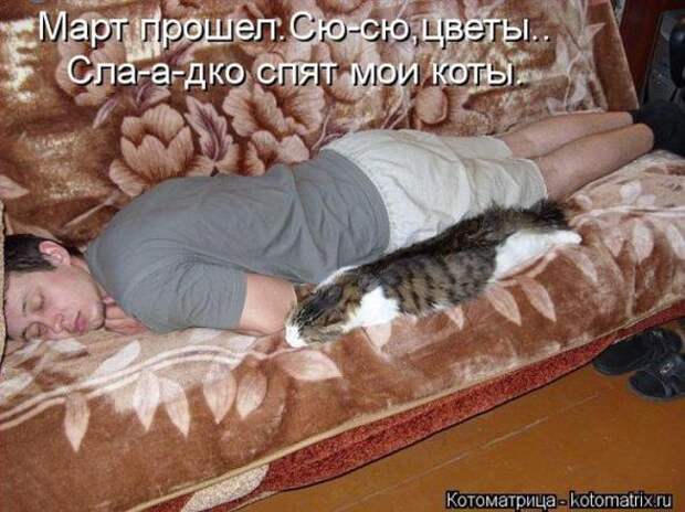 Котоматрицы(картинки с надписями)