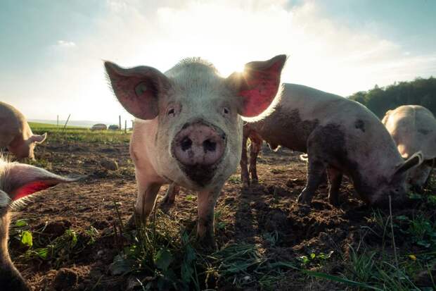 В Бурятии началась массовая вакцинация свиней против классической чумы