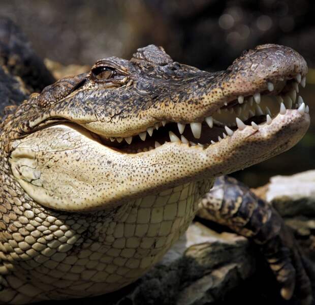 Крокодил сожрал имущество австралийца