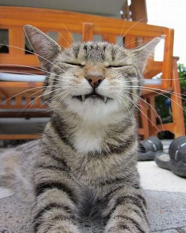 Клыкастые котики-вампиры вампир, клыки, кот, котейки, котики, кошак