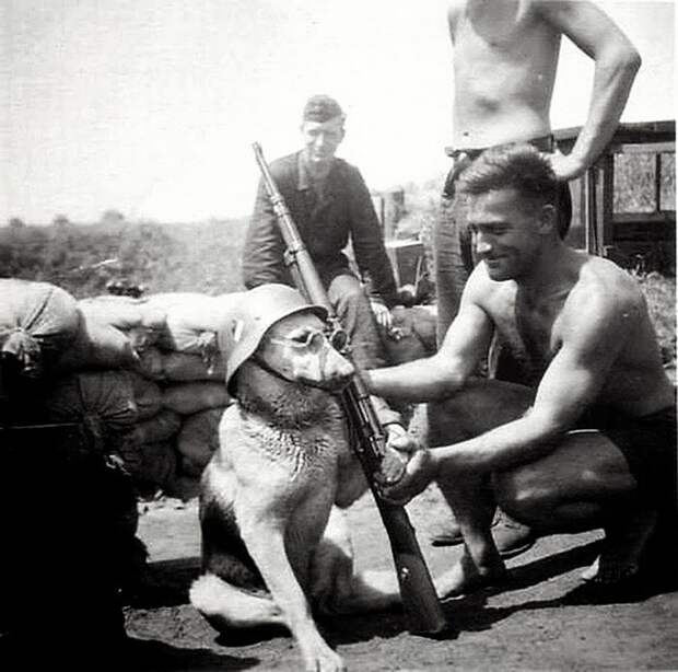 Немецкий солдат дрессирует свою собаку. 1940