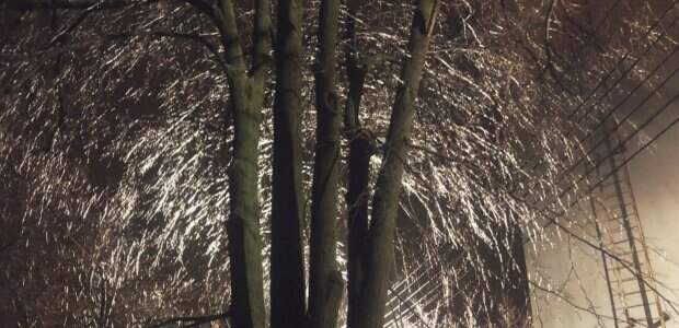 "Похожи на паутину": в Харькове ледяной дождь образовал невероятно красивое явление, фото