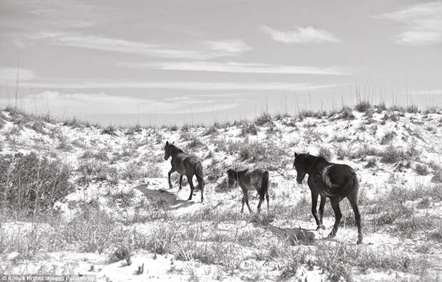 Небольшая семья лошадей идет вдоль берега острова. Фото: Anouk Masson Krantz.