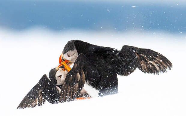 Финалисты фотоконкурса Bird Photographer Of The Year 2021