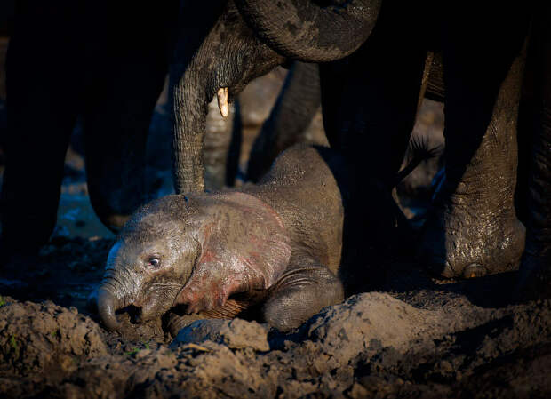 Слоненок застрял в грязи