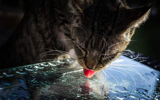 Картинки по запросу кошка пьет из ведра фото