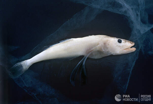 Живородящая рыба голомянка за один раз может произвести на свет до двух тысяч мальков.