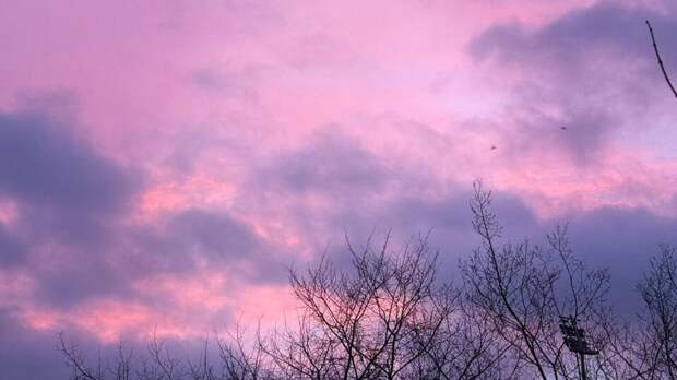 Pinterest назвал трендовые цвета 2026 года