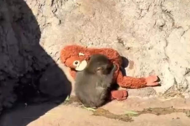 Продажи плюшевых орангутанов выросли после истории обезьянки Панча