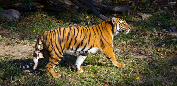 Животные Китая: Китайский тигр