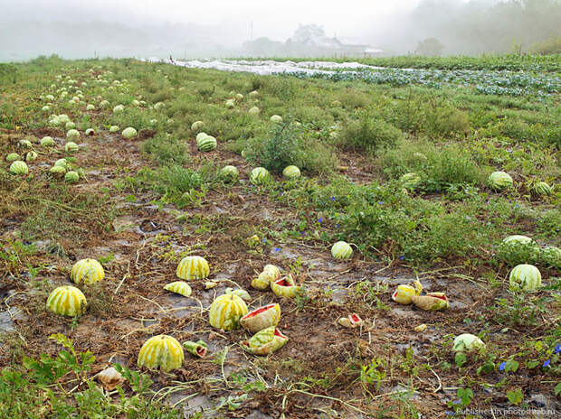 Назад к природе, Лукас Фолья Lucas Foglia