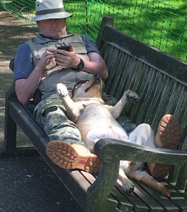 собака отдыхает