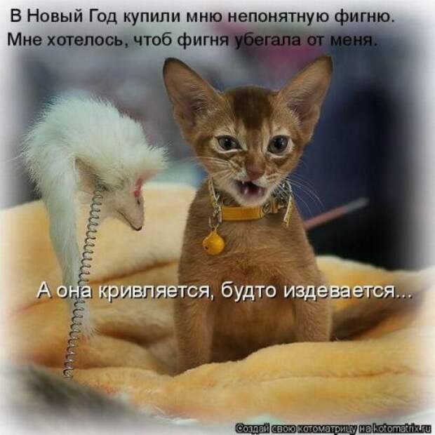 Лучшие котоматрицы недели, 25 фото