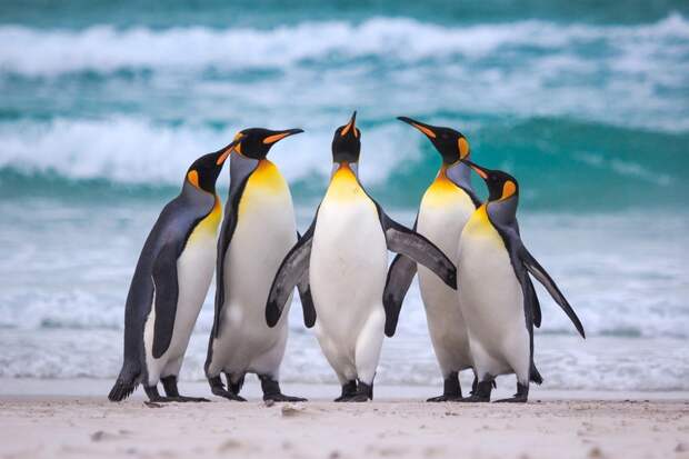 Загадка острова Кошон: куда исчез миллион королевских пингвинов