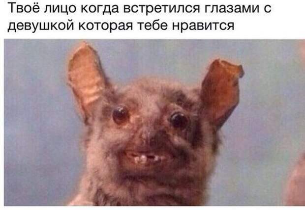 Смешные картинки с текстом (20 картинок)