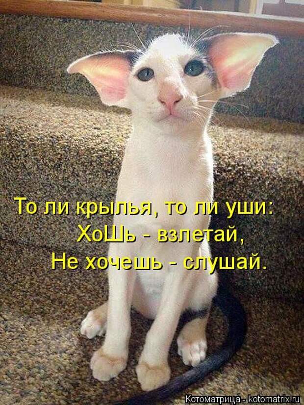 Забавные котоматрицы