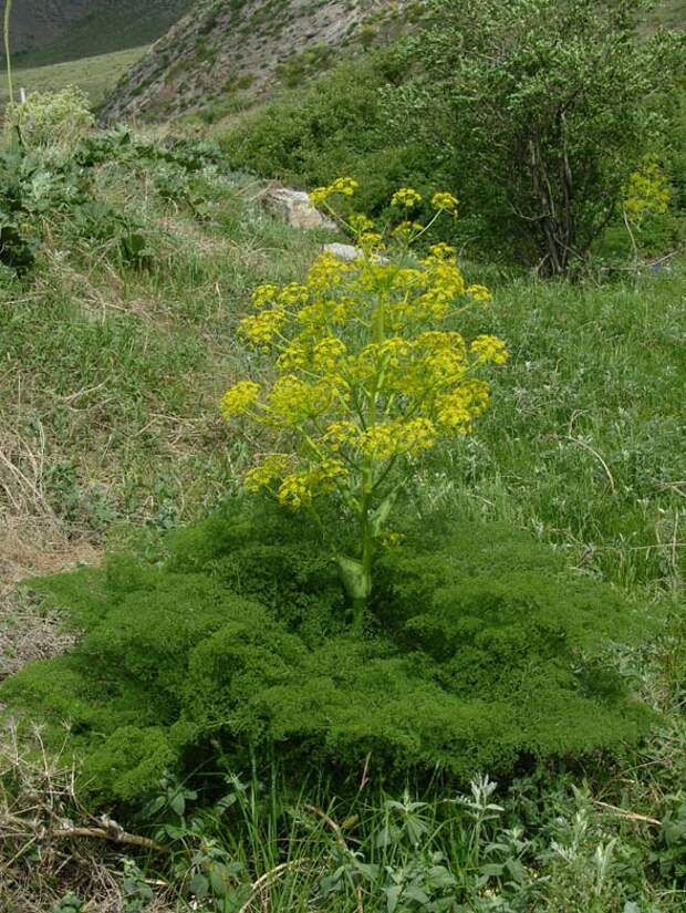 ferula tenuisecta_10 Shevireva