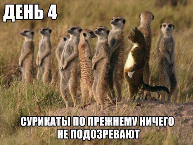 кот, прикол, юмор