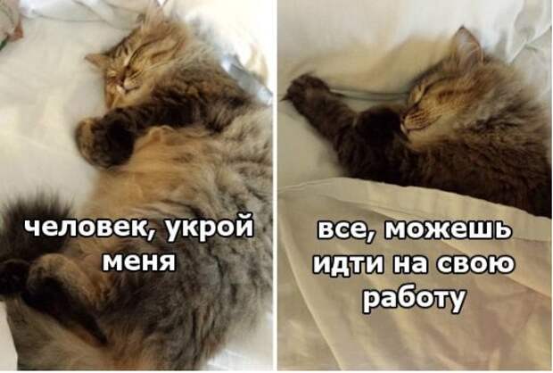 Подборка смешных картинок и забавных фото с надписью со смыслом (11 фото) Подборка смешных картинок и забавных фото с надписью со смыслом (11 фото)