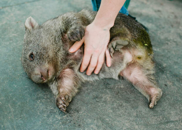 Австралийские животные, которые убивают своей милотой австралия, животные, милота