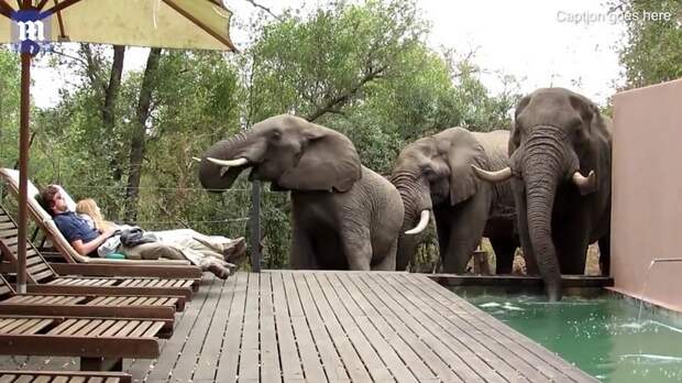 Слоны пришли к туристам сами!