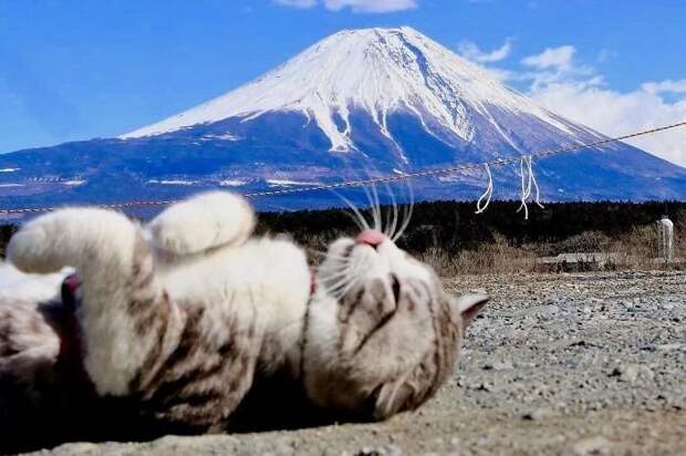 Фотогеничность зашкаливает: кот, который всегда замечательно выходит на снимках Нянкичи, животные, знаменитость, кот, фотогеничность, фотография, япония