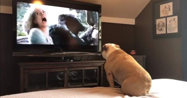 Бульдог смотрит фильм про Кинг-Конга и искренне переживает бульдог, видео, животные, прикол, собака, фильм, эмоции, юмор