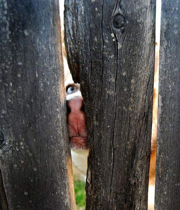 http://klopik.com/uploads/posts/2012-12/1356550603_fun_dog_19.jpg
