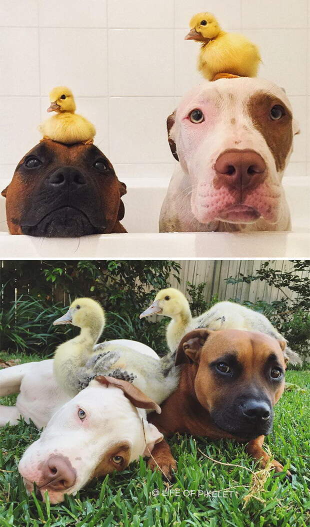 Животные, растущие вместе: до и после