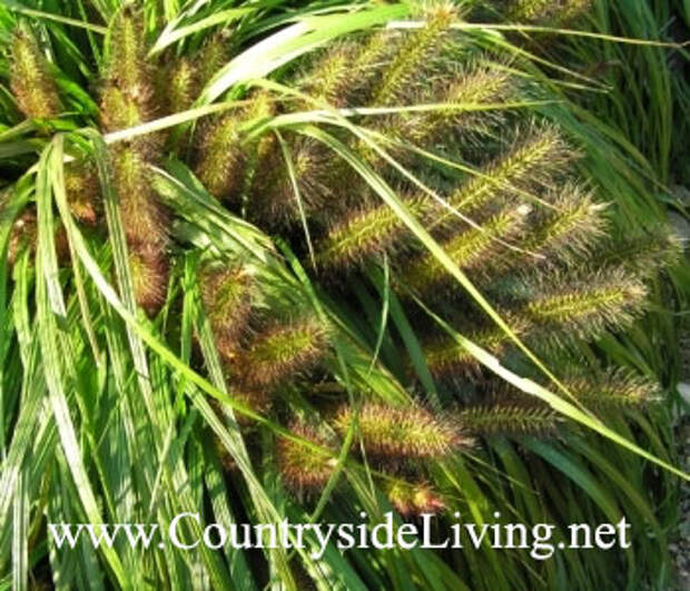 Перистощетинник лисохвостовидный 'Moudry' (Pennisetum alopecuroides). Декоративные травы и злаки, злаковые