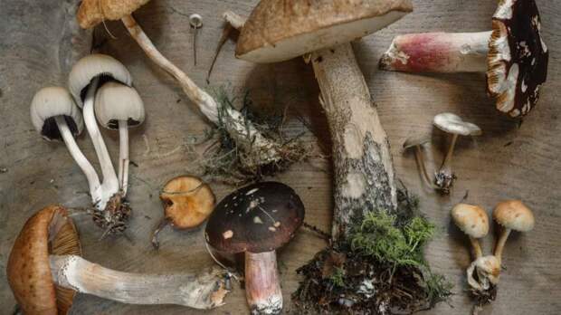 Как заготавливать грибы