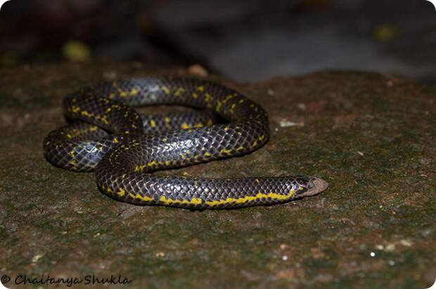 Щитохвостка Фипсона (лат. Uropeltis phipsonii)