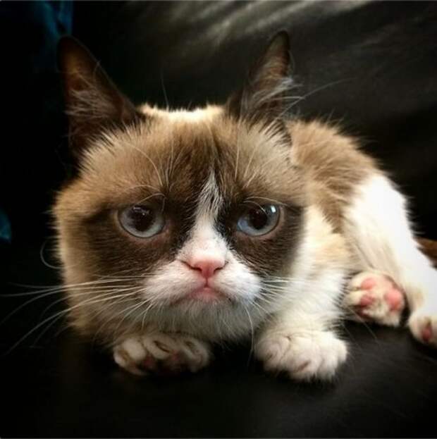 Grumpy Cat за 2 года обогатила свою хозяйку на 100 миллионов долларов (20 фото)