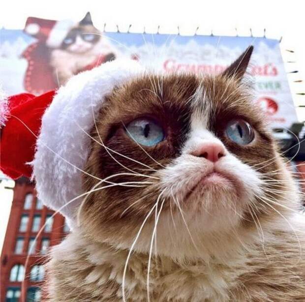 Grumpy Cat за 2 года обогатила свою хозяйку на 100 миллионов долларов (20 фото)