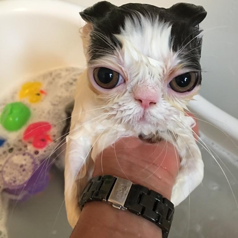 20 невероятно смешных котов-экзотов, которые покорят ваше сердце 20 невероятно смешных котов-экзотов, которые покорят ваше сердце кот, кошка, перс, персидская кошка, экзот