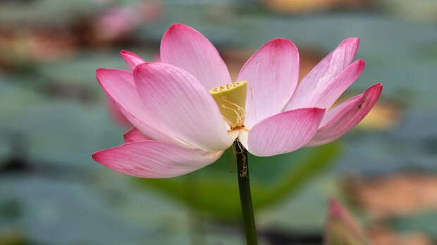 Юрист предупредил об уголовном сроке за торговлю лотосами