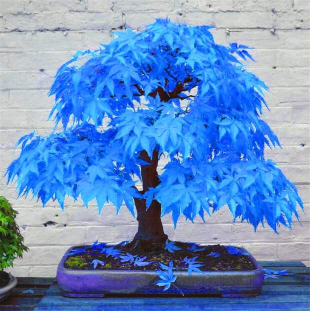 http://twizz.ru/wp-content/uploads/-000//1/50-bonsai-blue-font-b-maple-b-font-tree-seeds-Bonsai-tree-seeds-rare-sky-blue.jpg